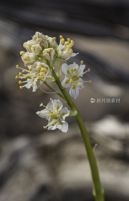 山麓死亡camas, Zigadenus paniculatum，大盆地国家公园，内华达州。大盆地沙漠。Melanthiaceae家庭